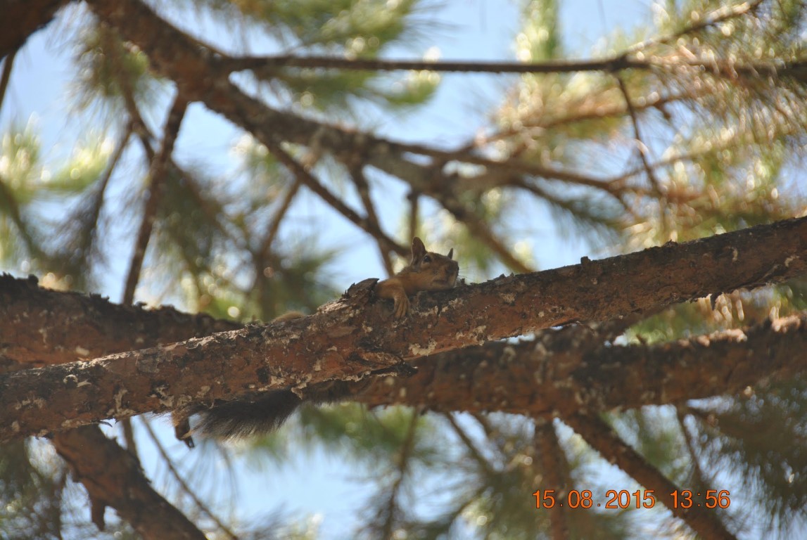 imagini hotel MAJESTY KUSTUR KUSADASI